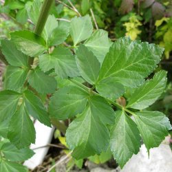 Alexanderurt <br>Makedonsk persille, <br>Sort lvstikke <br><i>Smyrnium olusatrum</i>