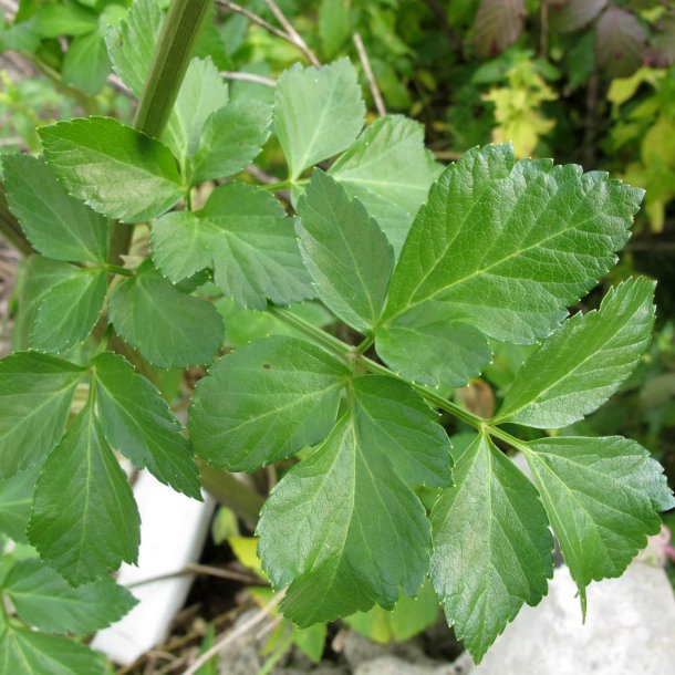 Alexanderurt <br>Makedonsk persille, <br>Sort lvstikke <br><i>Smyrnium olusatrum</i>