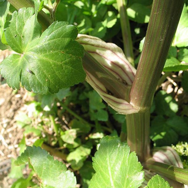 Alexanderurt <br>Makedonsk persille, <br>Sort lvstikke <br><i>Smyrnium olusatrum</i>