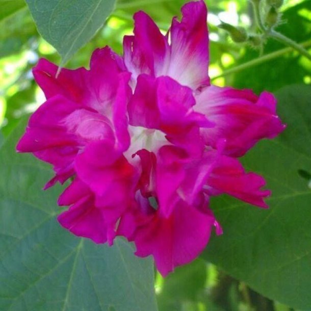 Pragtsnerle, Japansk - 'Sunrise Serenade�<br><i>Ipomoea x imperialis </i>