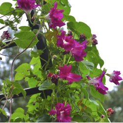 Pragtsnerle, Japansk - 'Sunrise Serenade�<br><i>Ipomoea x imperialis </i>