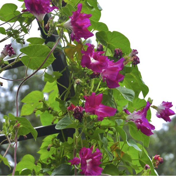 Pragtsnerle, Japansk - 'Sunrise Serenade�<br><i>Ipomoea x imperialis </i>