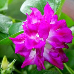 Pragtsnerle, Japansk - 'Sunrise Serenade�<br><i>Ipomoea x imperialis </i>