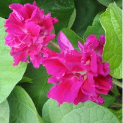 Pragtsnerle, Japansk - 'Sunrise Serenade�<br><i>Ipomoea x imperialis </i>