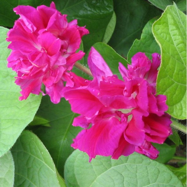 Pragtsnerle, Japansk - 'Sunrise Serenade�<br><i>Ipomoea x imperialis </i>