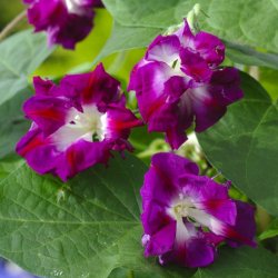 Pragtsnerle, Japansk - 'Sunrise Serenade�<br><i>Ipomoea x imperialis </i>
