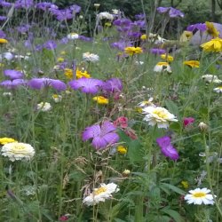 Blomstermix <br>'Kulrte buketter'<br><br>