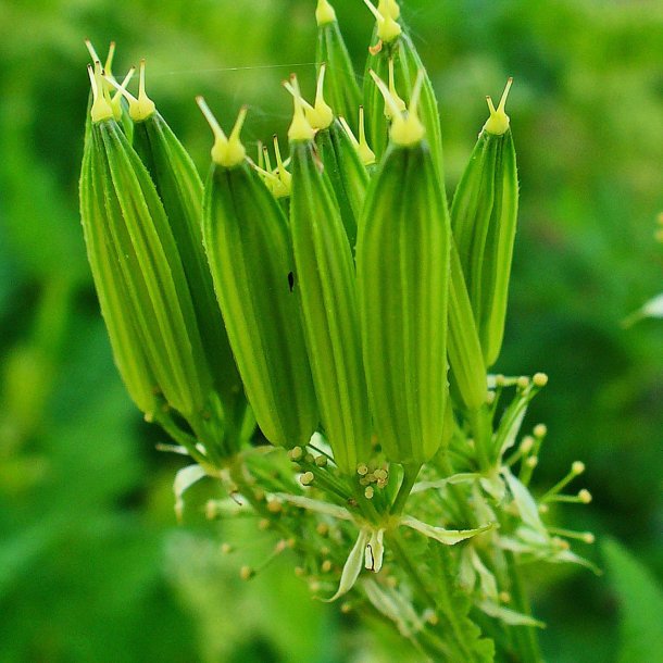 Aniskl, <br>sdskrm<br><i>Myrrhis odorata </i>