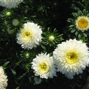 Asters, Sommer- <br>'Matador White' <br><i>Callistephus chinensis </i>