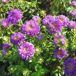 Asters, Sommer- <br>'Deep Blue' <br><i>Callistephus chinensis </i>