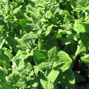 Spinat <br>New Zealandsk  <br><i> Tetragonia tetragonioides</i>