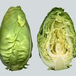 Spidskl <br>'Oxheart' <br><i>Brassica oleracea var. conica</i>