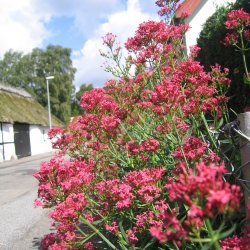 Baldrian, Spore-, <br>Rosa <br><i>Centranthus ruber </i>