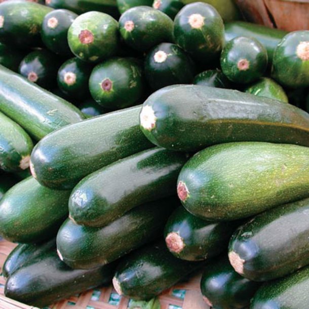 Courgette, squash, zucchini<br>'Black Beauty'<br><i>Cucurbita pepo</i>