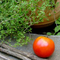Tomat <br>'Saint Pierre'<br><i>Lycopersicon esculentum</i>
