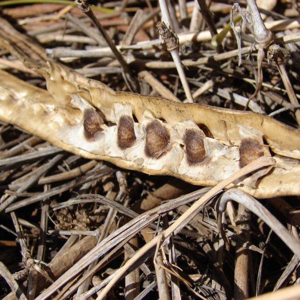 Moringa <br>'Peberrodstr' <br><i> Moringa oleifera</i>