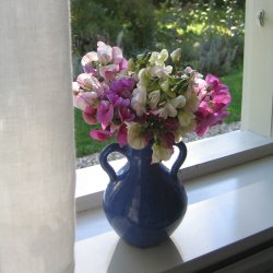 Lathyrus, Staude-, <br>'Pink' <br><i>Lathyrus latifolius </i>