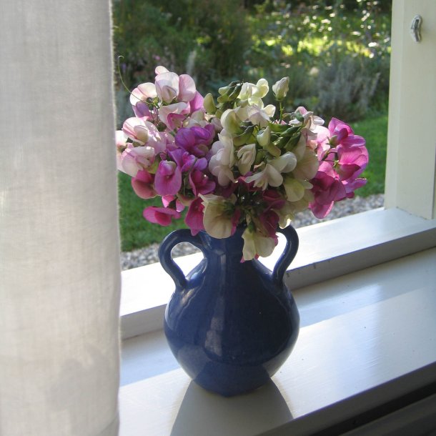 Lathyrus, Staude-, <br>'Pink' <br><i>Lathyrus latifolius </i>