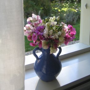 Lathyrus, Staude-, <br>'Pearl Mixed' <br><i>Lathyrus latifolius </i>