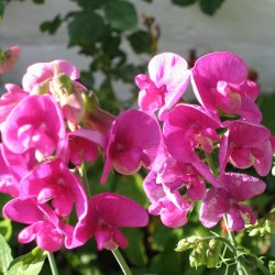 Lathyrus, Staude-, <br>'Pink' <br><i>Lathyrus latifolius </i>