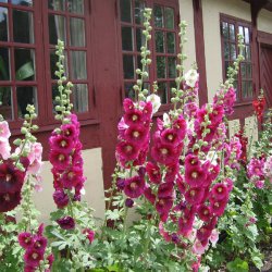 Stokrose 'Mix' <br>Storkb <br><i>Alcea rosea </i>