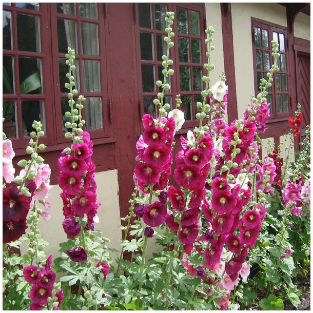 Stokrose 'Mix' <br>Storkb <br><i>Alcea rosea </i>