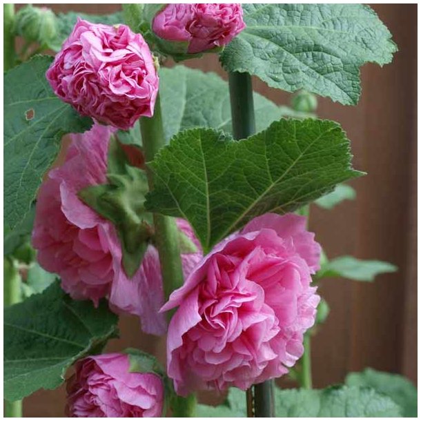 Stokrose 'Mix' <br>Storkb <br><i>Alcea rosea </i>