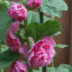 Stokrose <br>'Mix' <br><i>Alcea rosea </i><br>
