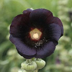 Stokrose <br>'Mix' <br><i>Alcea rosea </i><br>