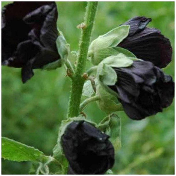 Stokrose 'Mix' <br>Storkb <br><i>Alcea rosea </i>