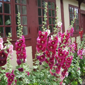 Stokrose <br>'Mix' <br><i>Alcea rosea </i><br>