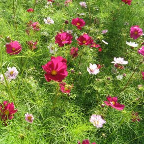 Stolt kavaler <br>'Versailles Carmine Pink'<br> <i>Cosmos bipinnatus</i>