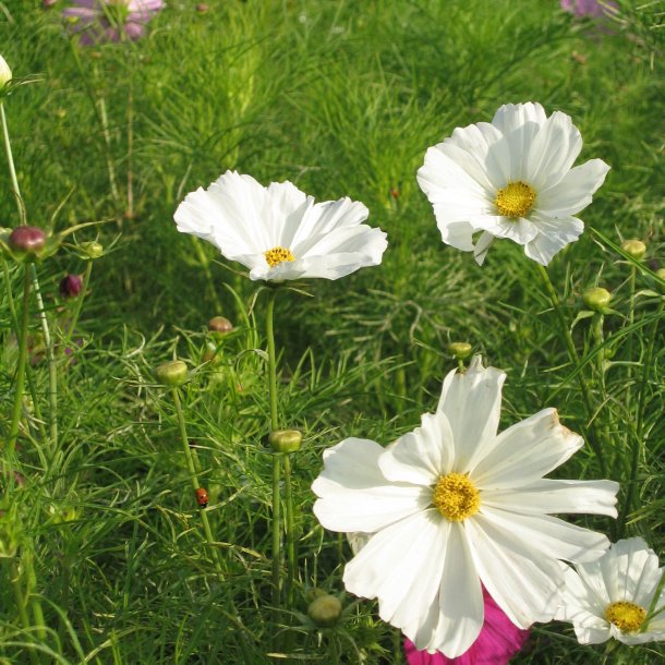 Stolt kavaler <br>'Mix'<br> <i>Cosmos bipinnatus</i>