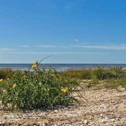 Hornskulpe, Strand-, <br>gul <br><i>Glaucium flavum </i>