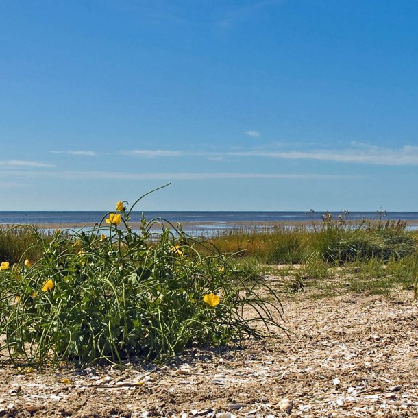 Hornskulpe, Strand-, <br>gul <br><i>Glaucium flavum </i>