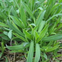 Stridolo <br><i>Silene inflata</i><br><br>