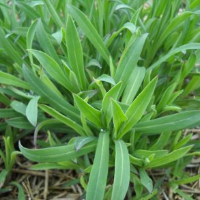 Stridolo <br><i>Silene inflata</i><br><br>