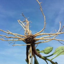 Djvelsbid <br><i>Succisa pratensis </i><br><br>