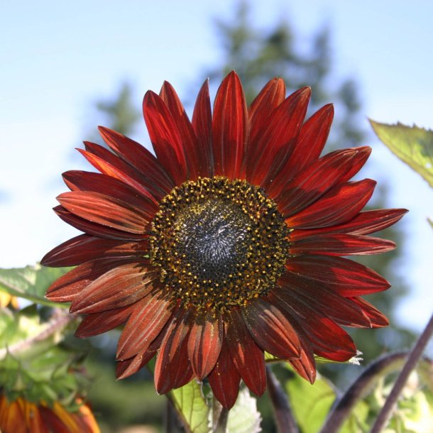 Solsikke <br>'Velvet Queen' <br><i>Helianthus annuus</i>