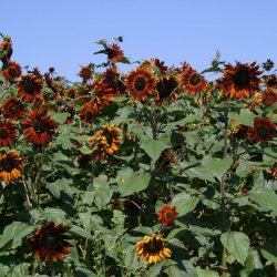 Solsikke <br>'Velvet Queen' <br><i>Helianthus annuus</i>