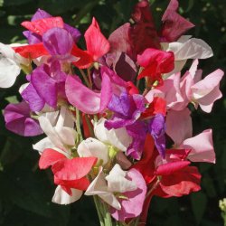 Lathyrus, rteblomst 'Mammoth Mix' <br><i>Lathyrus odoratus</i>