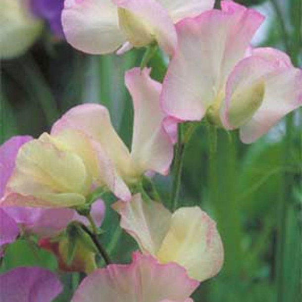 Lathyrus, rteblomst <br>'Spencer Frolic' <br><i>Lathyrus odoratus</i>