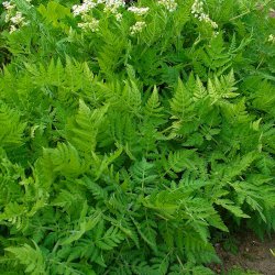 Aniskl, <br>sdskrm<br><i>Myrrhis odorata </i>