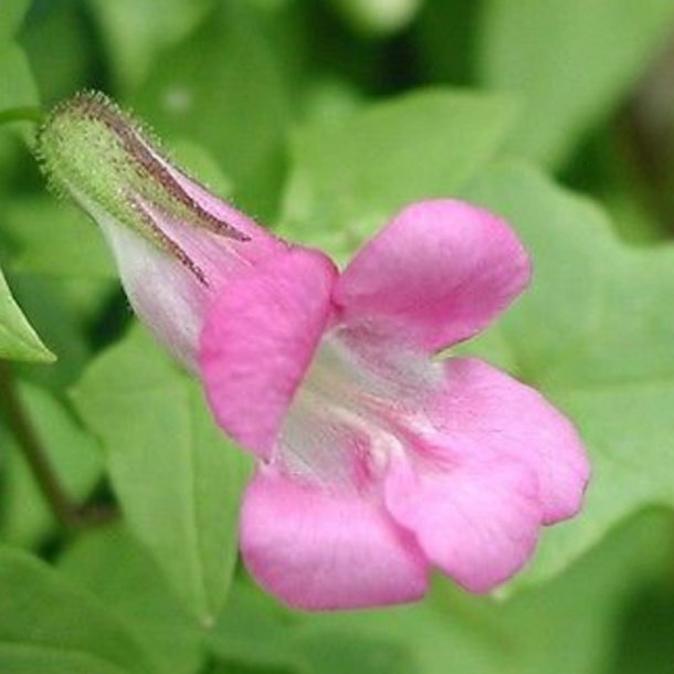 Asarina, Klatre- <br>Mystic Rose <br><i>Asarina scandens/ Lophospermum s./Maurandya s.</i>