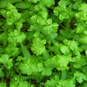 Havekarse <br>'Bubbles' <br><i>Lepidium sativum </i>