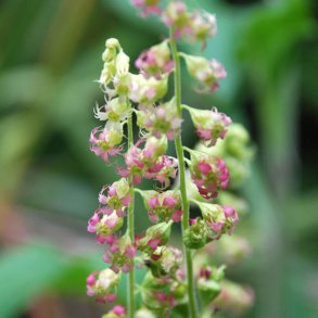 Biskophat <br><i>Tellima grandiflora</i><br><br>