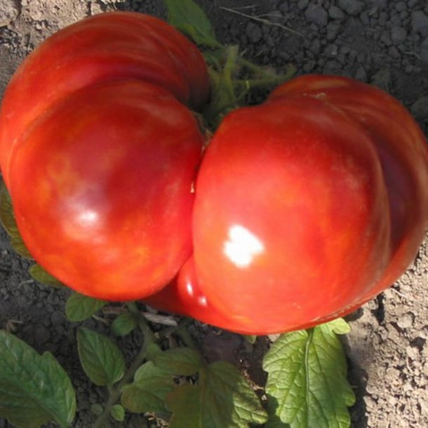 Tomat <br>'Aussie’<br><i>Lycopersicon esculentum</i>