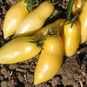 Tomat <br>'Cream Sausage'<br><i>Lycopersicon esculentum</i>