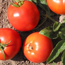 Tomat <br>'Druzba' <br><i>Lycopersicon esculentum</i>