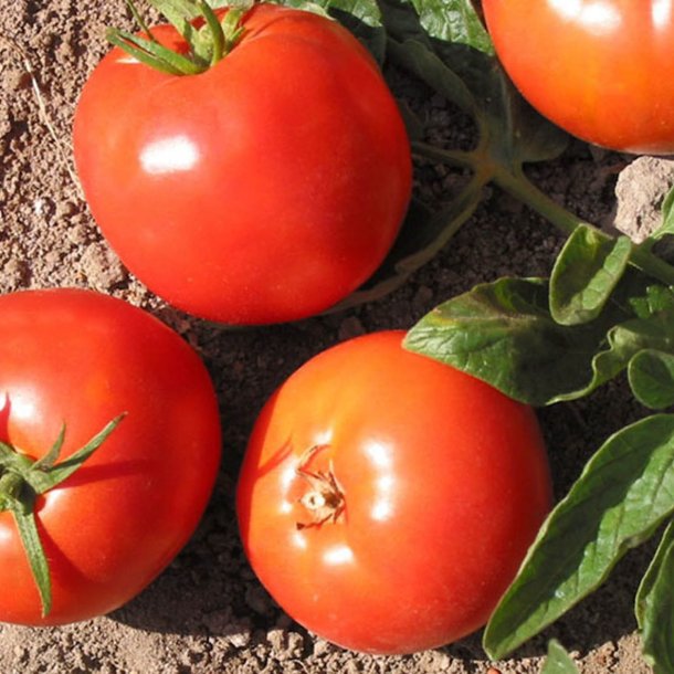 Tomat <br>'Druzba' <br><i>Lycopersicon esculentum</i>
